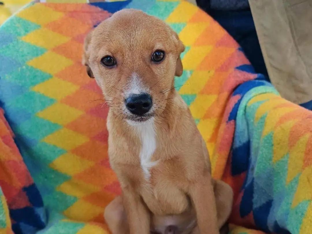 Adotta un cane, maschio, 11 mesi, Crotone