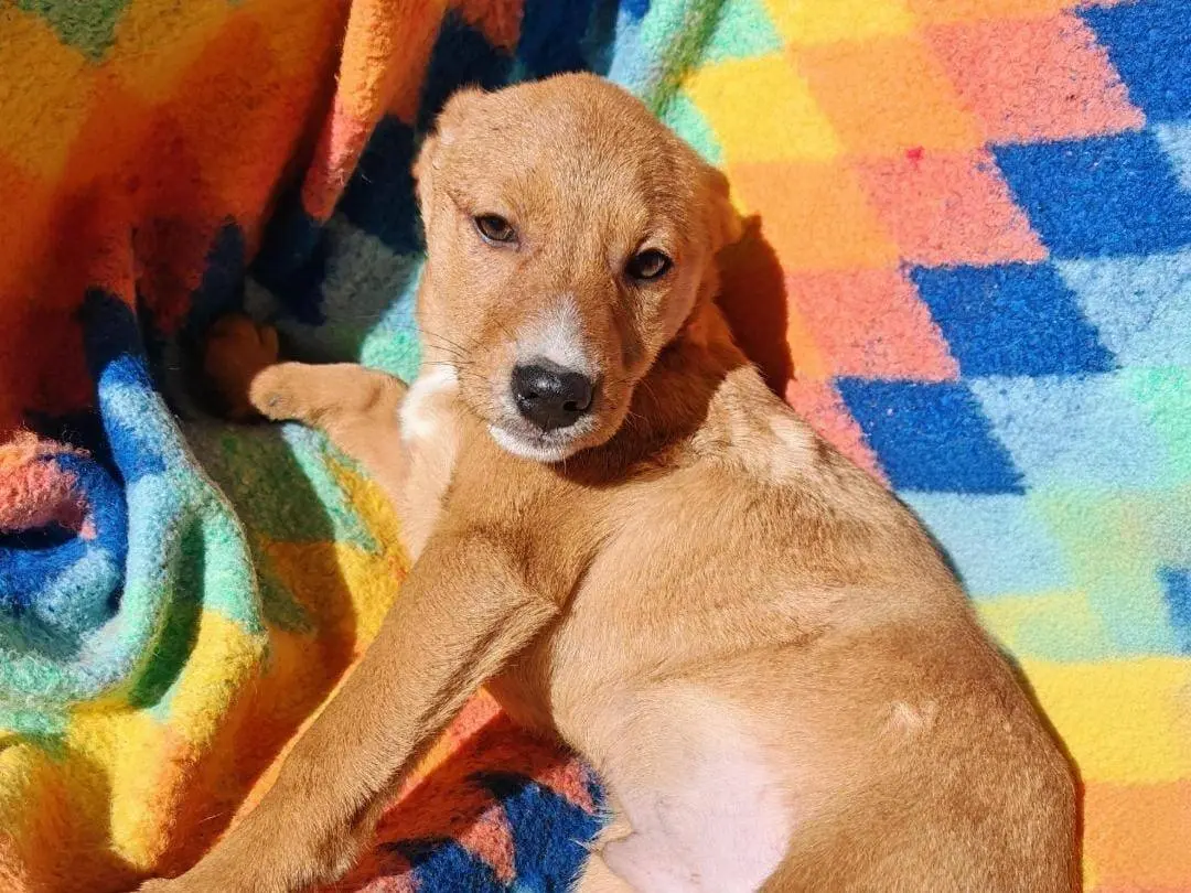 Adotta un cane, taglia media contenuta, maschio, Crotone