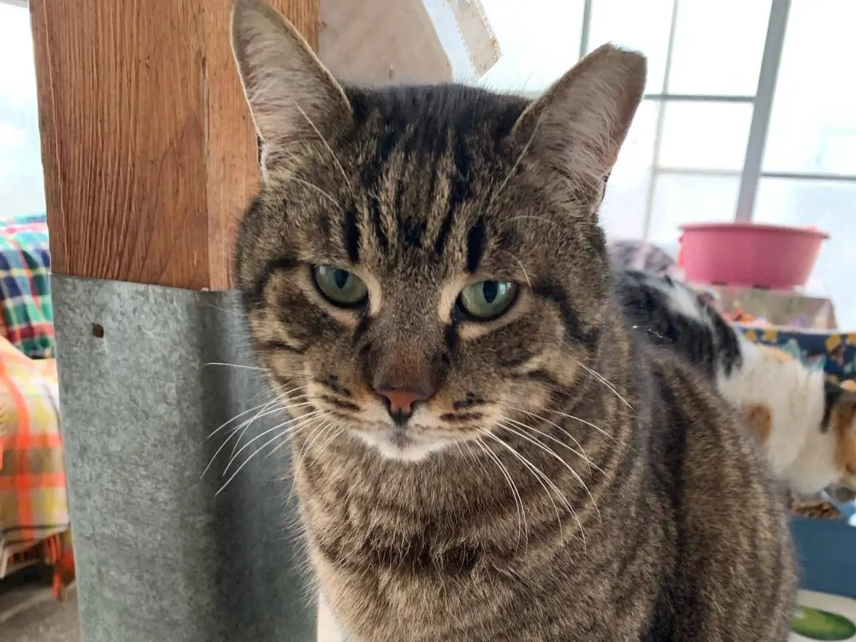 Adozione gatto, maschio, Razza sconosciuta Razza sconosciuta, 12 anni e 7 mesi, taglia non valida, Parma