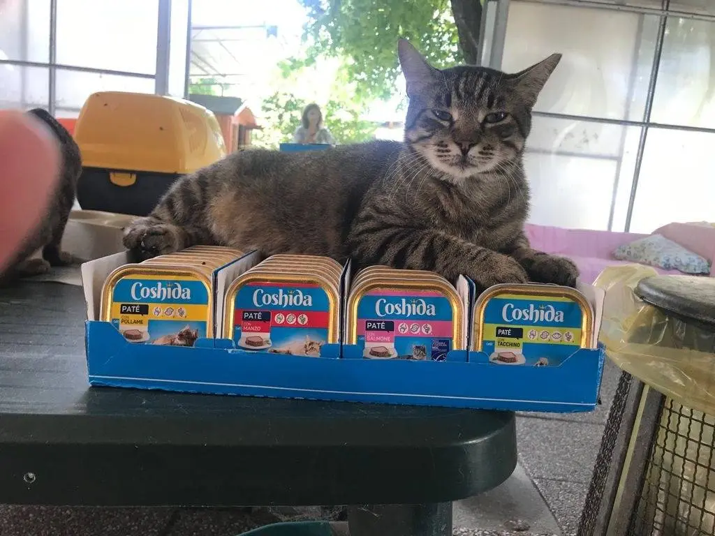 Adotta un gatto, maschio, 12 anni e 7 mesi, Parma