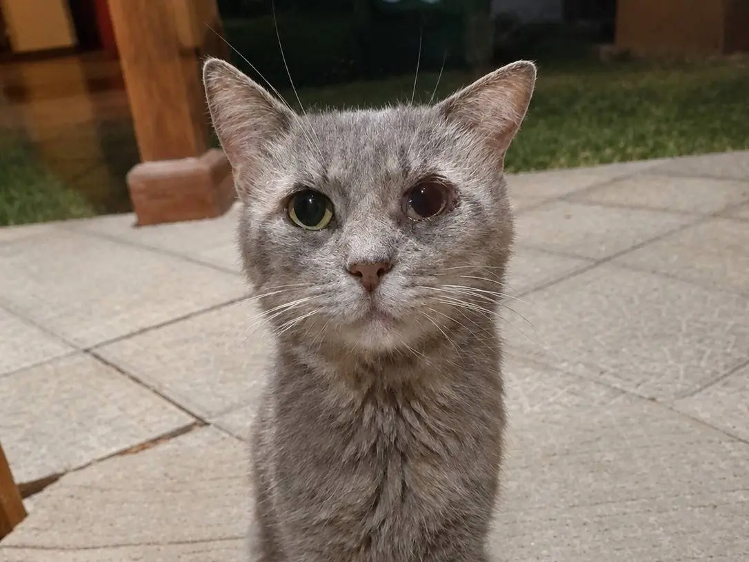 Adozione gatto, maschio, Razza sconosciuta Razza sconosciuta, 9 anni e 9 mesi, taglia non valida, Rieti