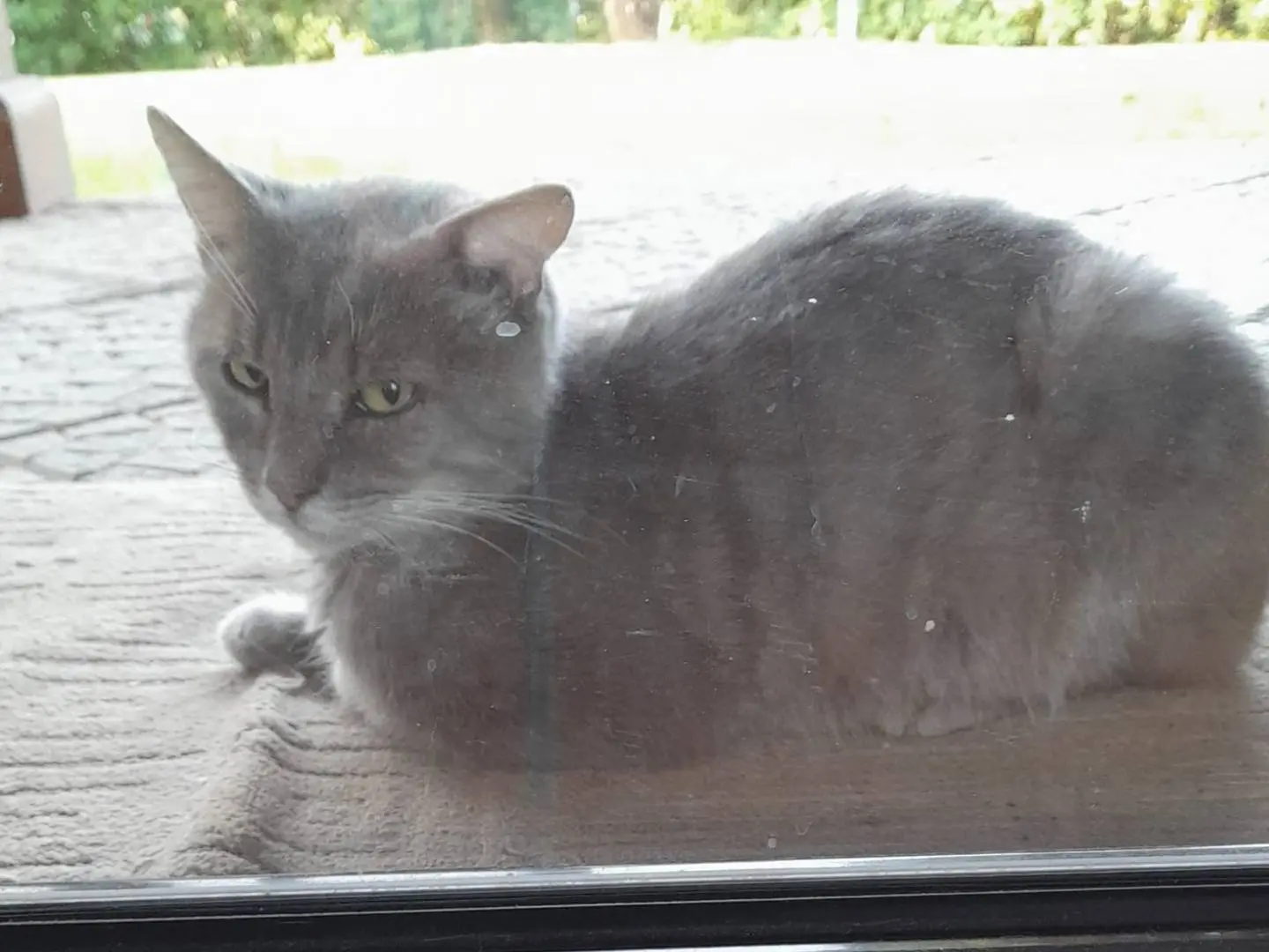 Adotta un gatto, taglia non valida, maschio, Rieti