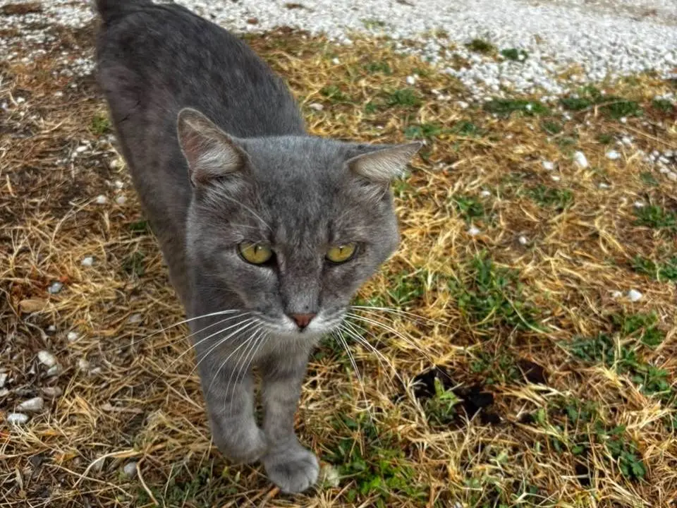 Adotta un gatto, maschio, 9 anni e 9 mesi, Rieti