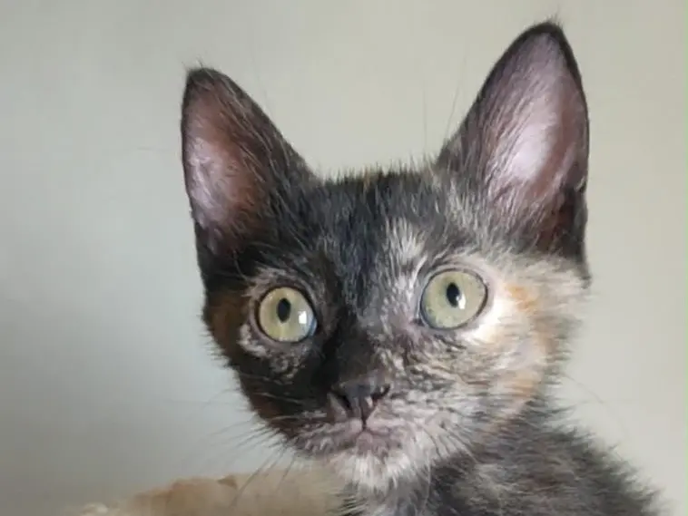 Adotta un gatto, femmina, 4 mesi, Crotone