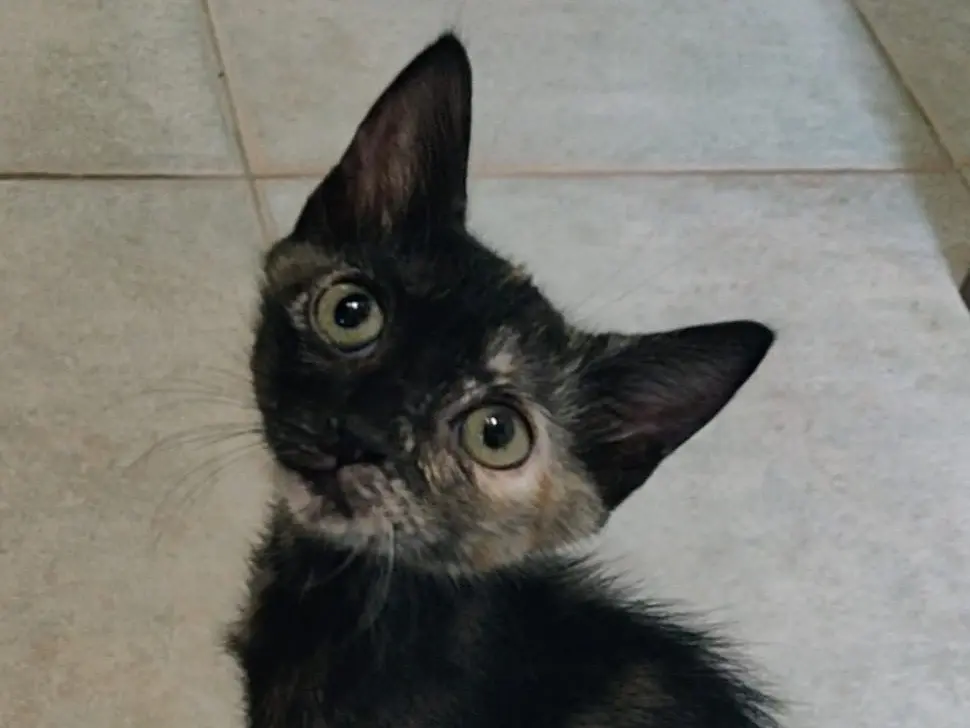 Adozione gatto, femmina, Razza sconosciuta Razza sconosciuta, 4 mesi, taglia non valida, Crotone
