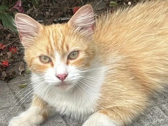Adozione gatto, maschio, Razza sconosciuta Razza sconosciuta, 9 mesi, taglia non valida, Napoli