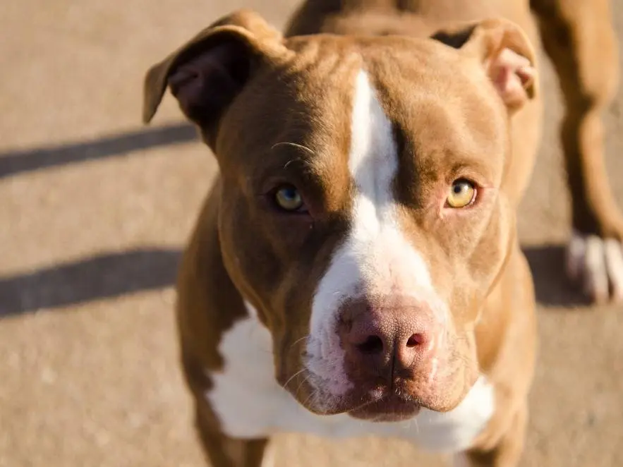 Adozione cane, maschio, Pitbull, 5 anni e 9 mesi, taglia grande, Verona