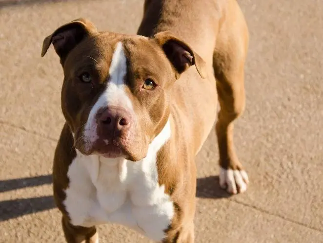 Adotta un cane, maschio, 5 anni e 9 mesi, Verona