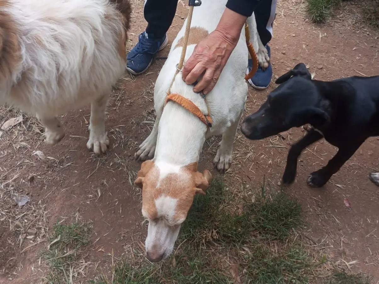 Vuoi adottare un cane a Vibo?