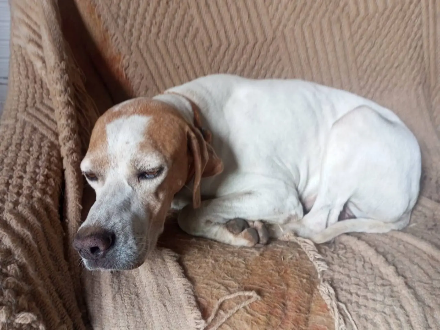 Adotta il cane ARTEMIDE a Vibo