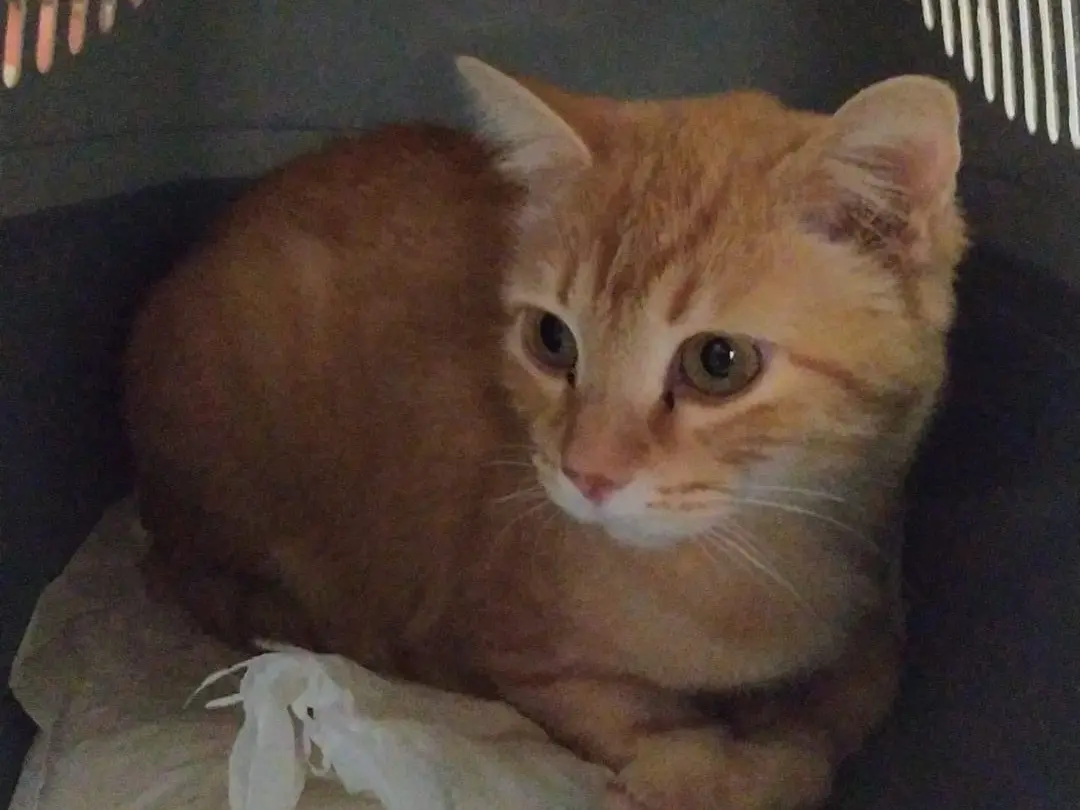 Adozione gatto, femmina, Razza sconosciuta Razza sconosciuta, 2 anni e 8 mesi, taglia non valida, Torino