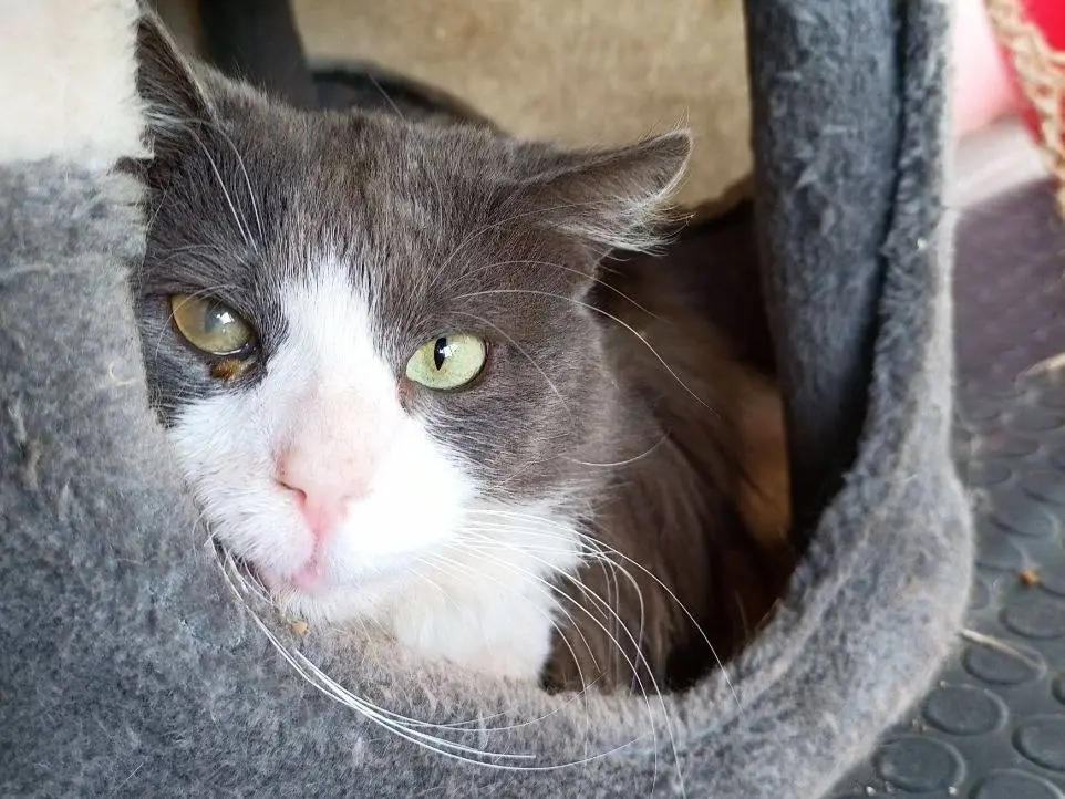 Adozione gatto, maschio, Razza sconosciuta Razza sconosciuta, 6 anni e 9 mesi, taglia non valida, Sud