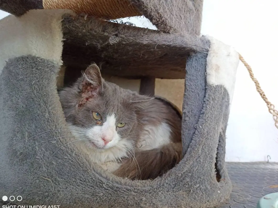 Adotta un gatto, maschio, 6 anni e 9 mesi, Sud