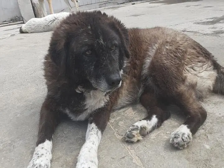 Adozione cane, femmina, Razza sconosciuta Razza sconosciuta, 13 anni e 6 mesi, taglia gigante, Caserta