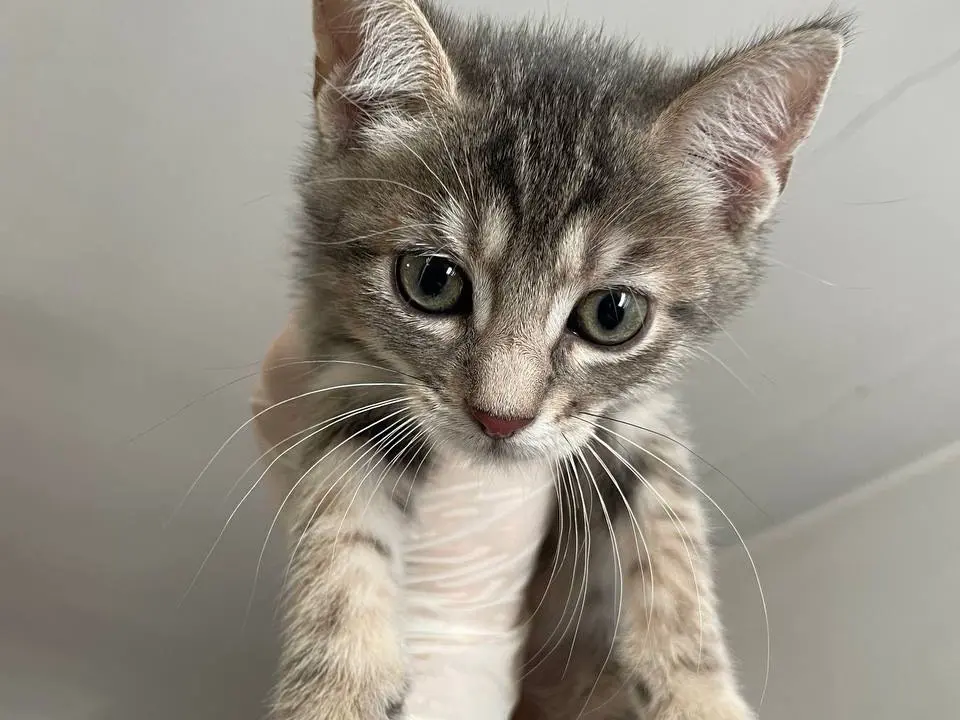 Adozione gatto, maschio, Razza sconosciuta Razza sconosciuta, 2 mesi, taglia non valida, Padova