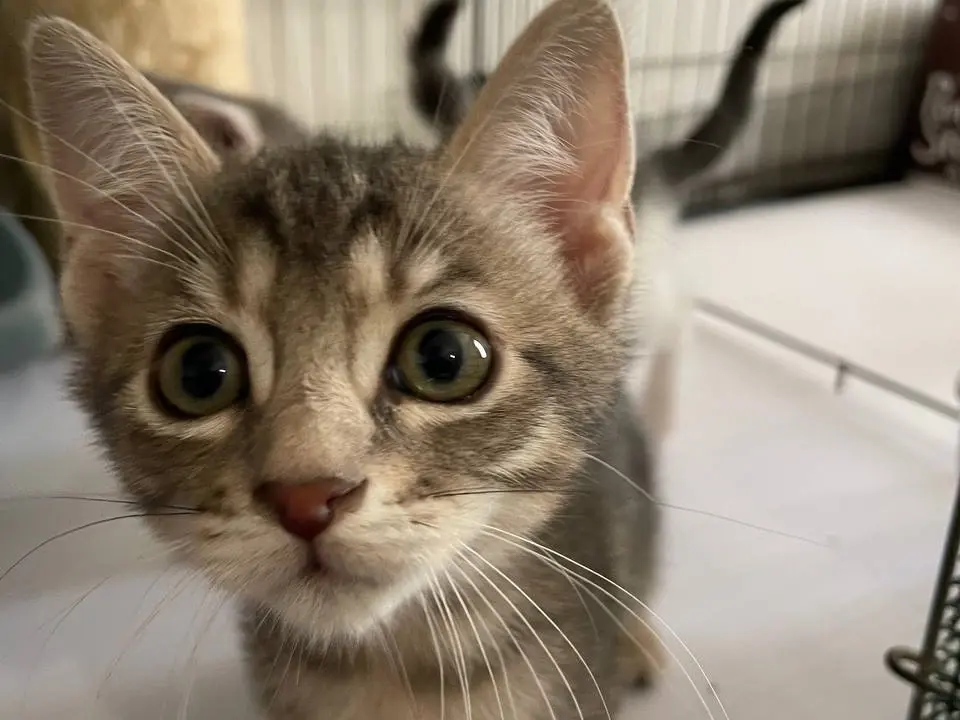 Adotta un gatto, maschio, 2 mesi, Padova