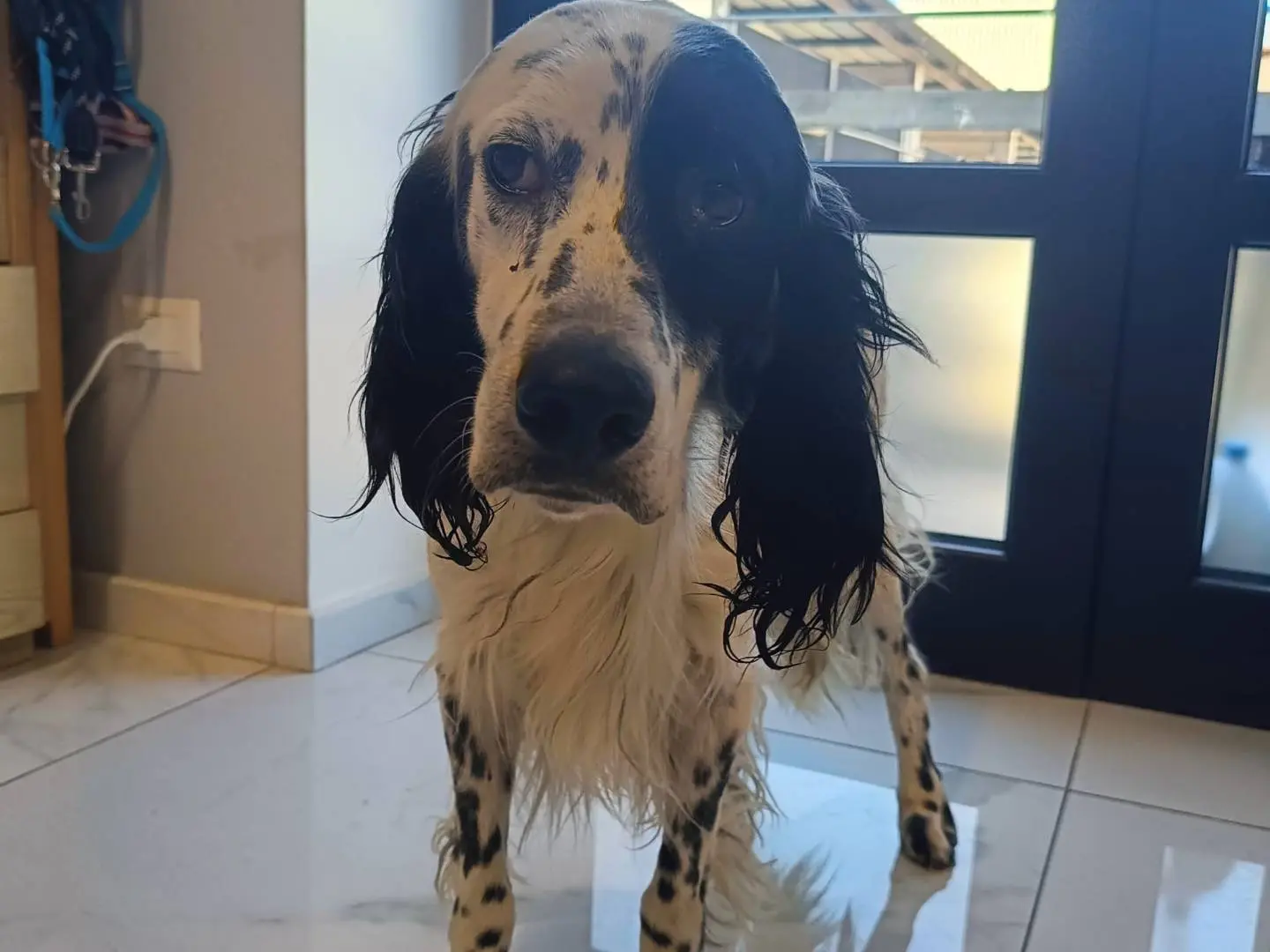 Adozione cane, maschio, Setter Inglese Razza sconosciuta, 3 anni e 4 mesi, taglia grande, Avellino