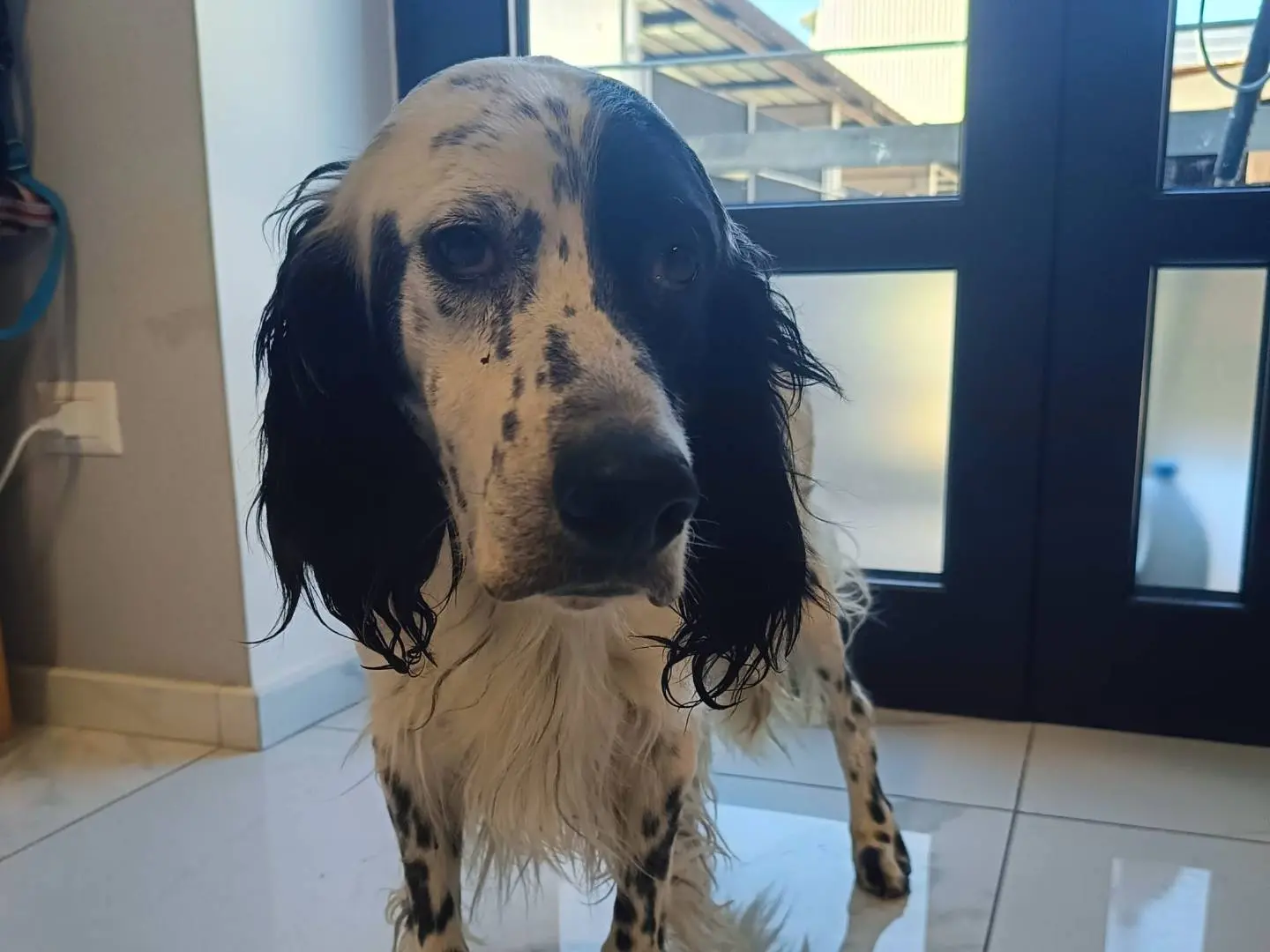 Adotta un cane, maschio, 3 anni e 4 mesi, Avellino