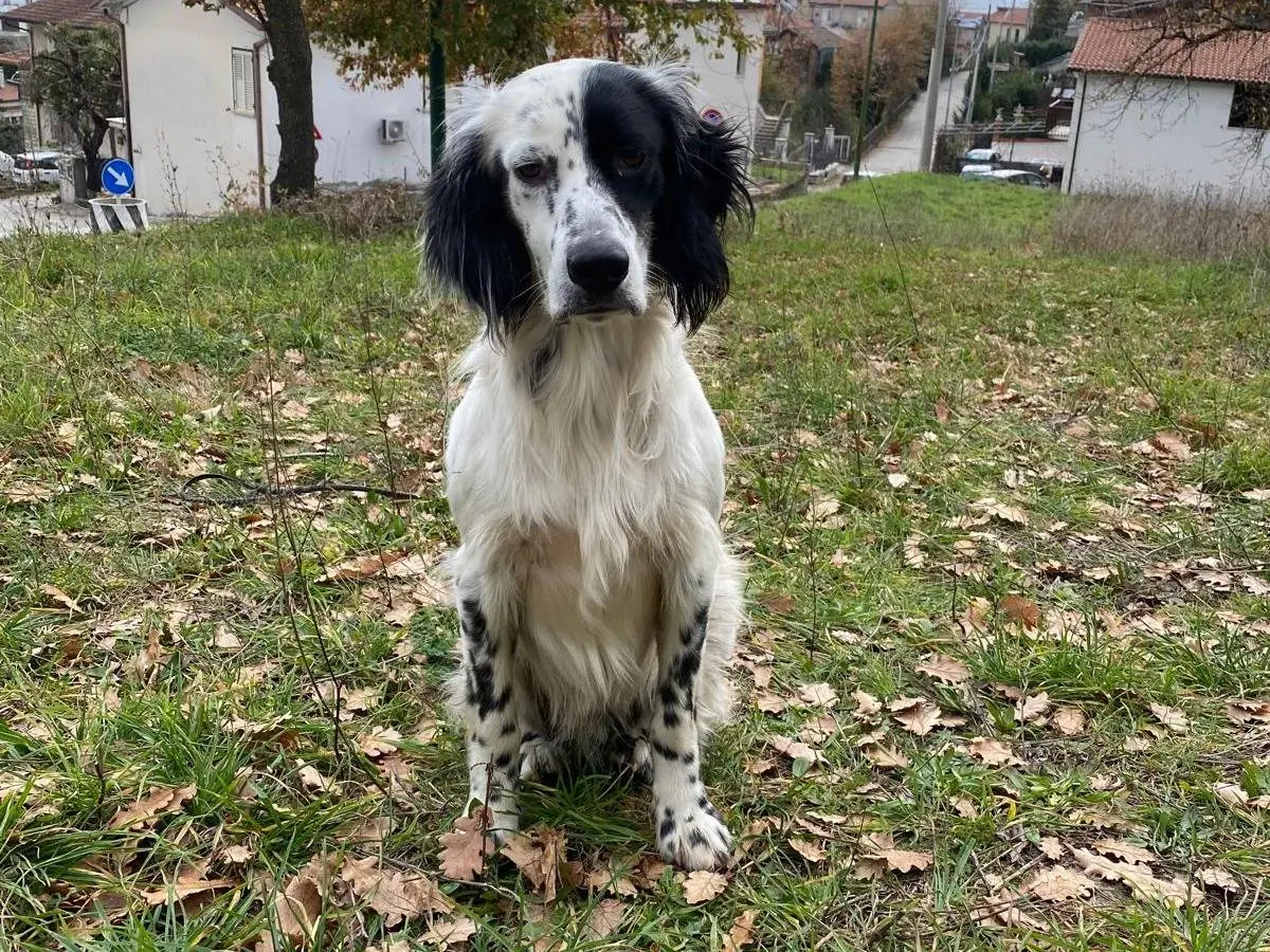 Adotta un cane, taglia grande, maschio, Avellino