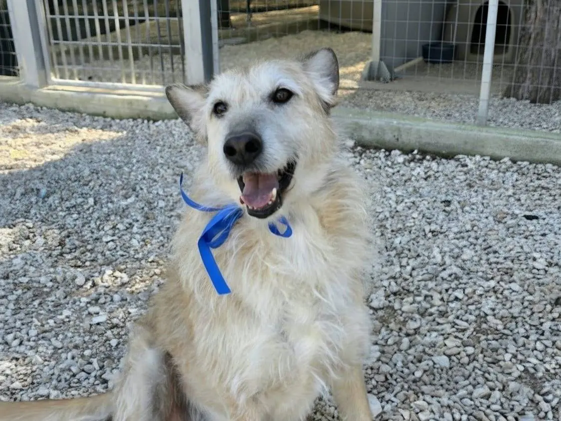 Adotta il cane Peter a Taranto