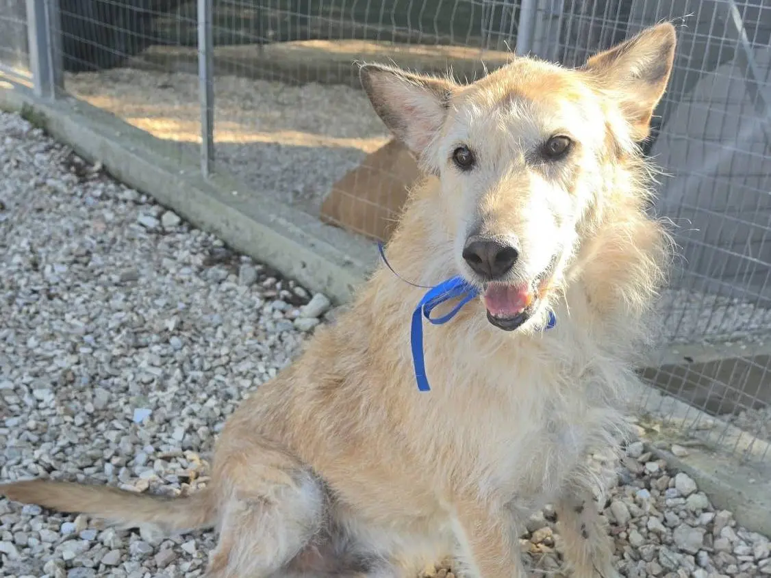 Adotta un cane, maschio, 5 anni e 3 mesi, Taranto