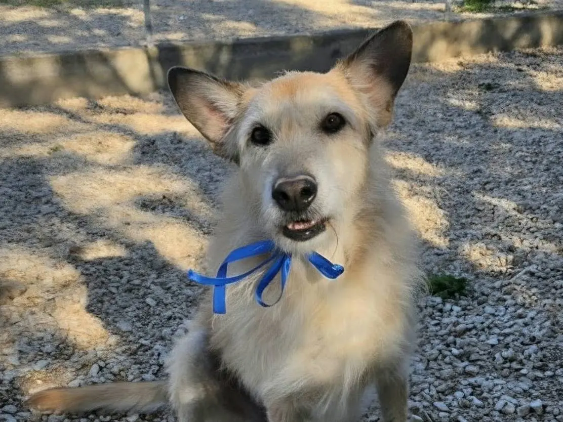Vuoi adottare un cane a Taranto?