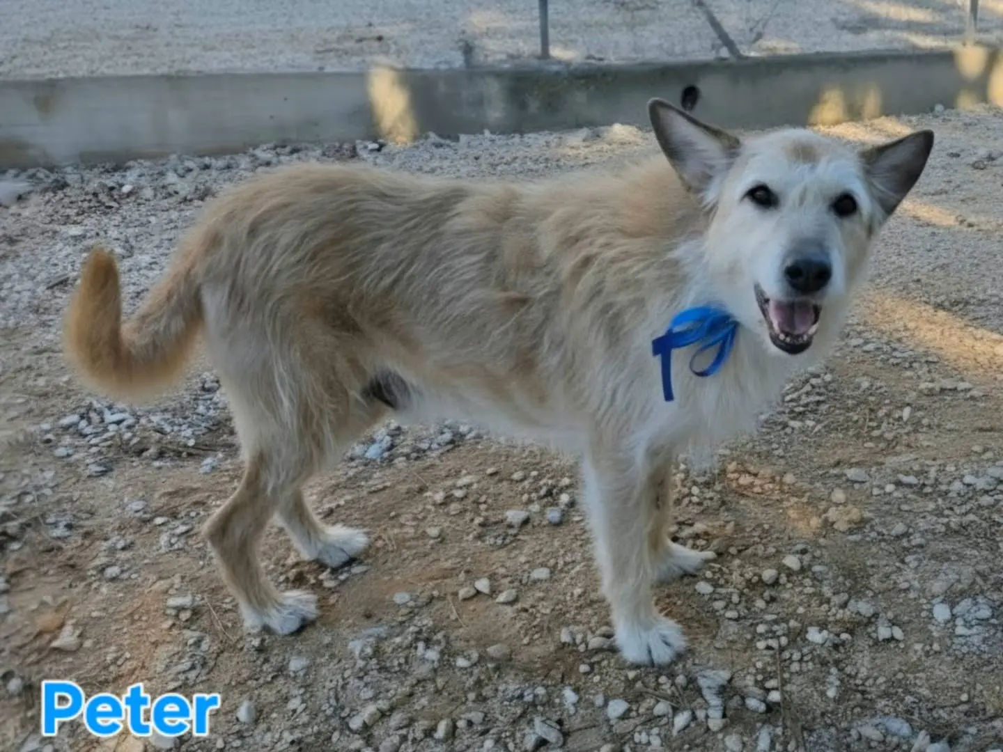 Adotta un cane, taglia grande, maschio, Taranto