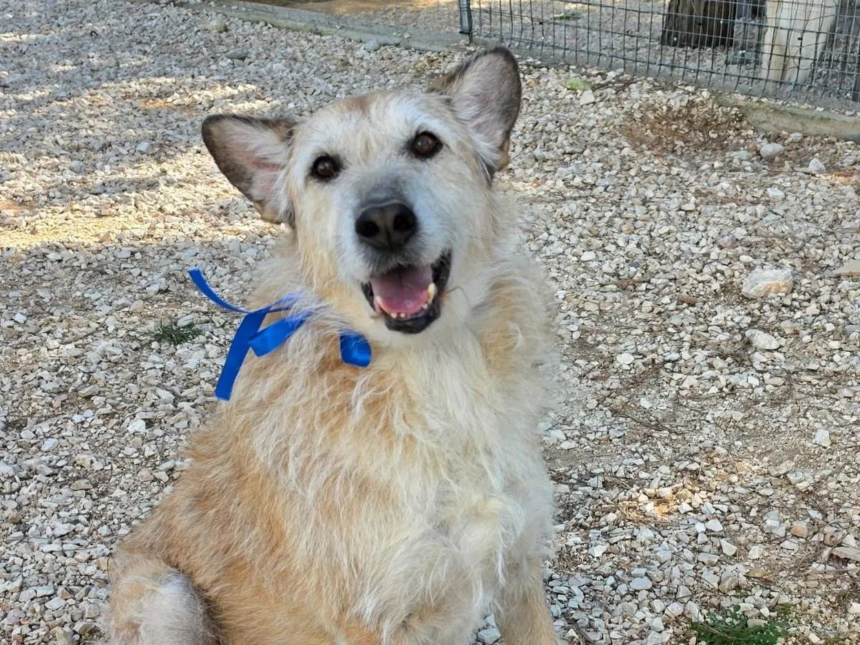 Adozione cane, maschio, Spinone Razza sconosciuta, 5 anni e 3 mesi, taglia grande, Taranto