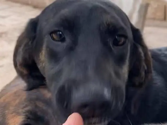 Adozione cane, maschio, Razza sconosciuta Razza sconosciuta, 2 anni e 4 mesi, taglia media, Crotone
