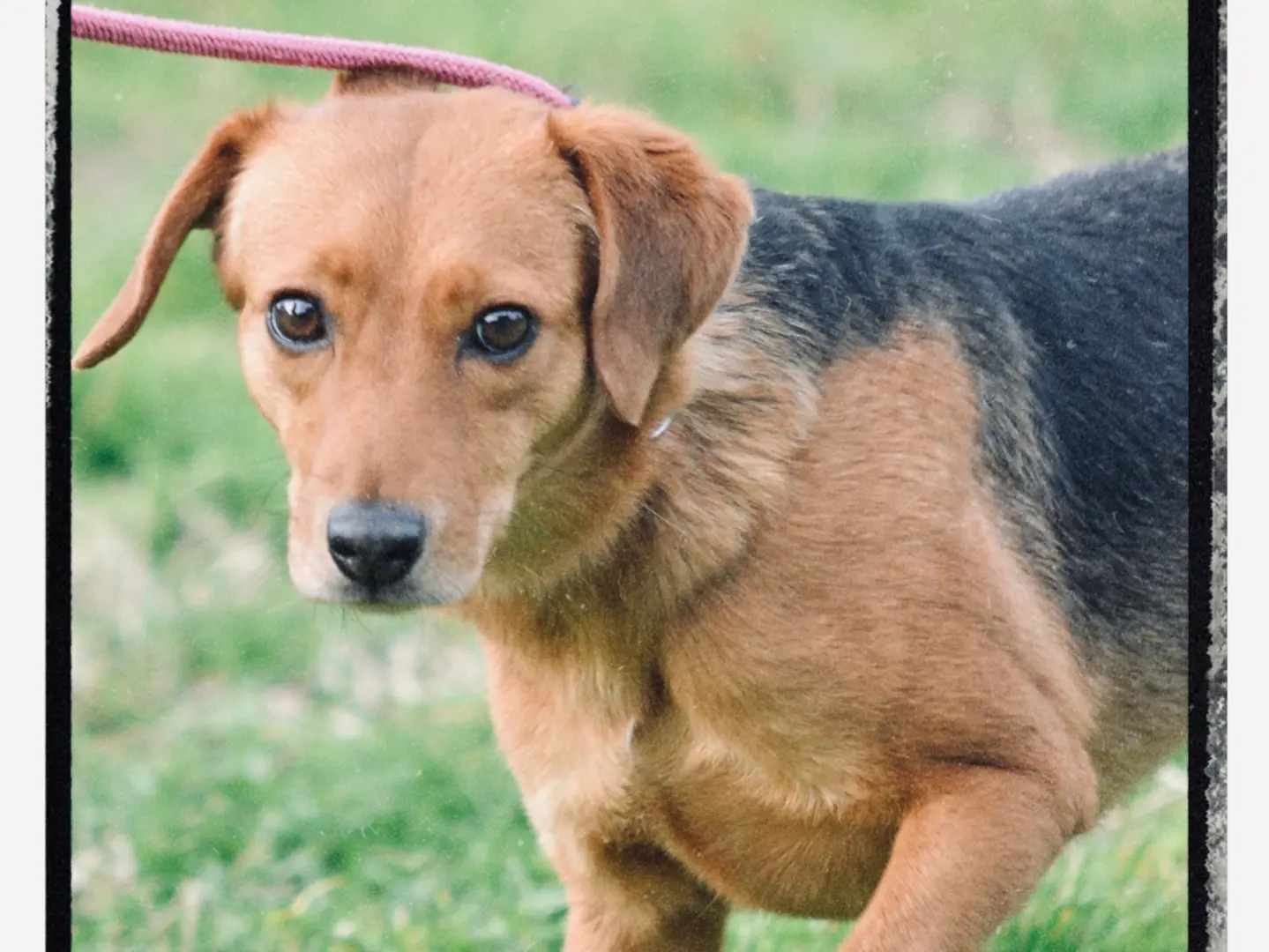Adotta un cane, femmina, 3 anni e 1 mese, Roma