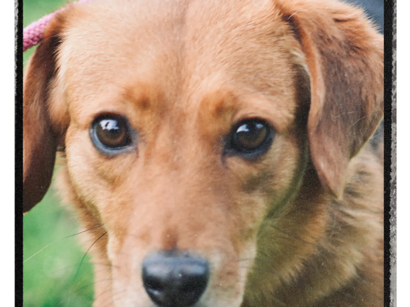 Adozione cane, femmina, Razza sconosciuta Razza sconosciuta, 3 anni e 1 mese, taglia piccola, Roma