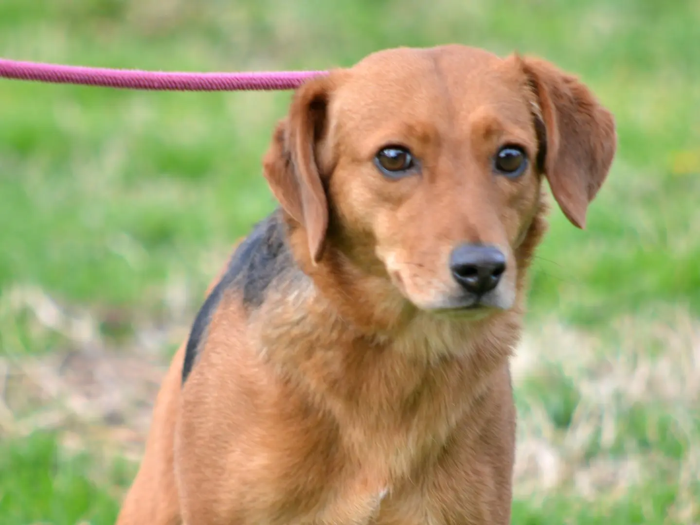 Vuoi adottare un cane a Roma?