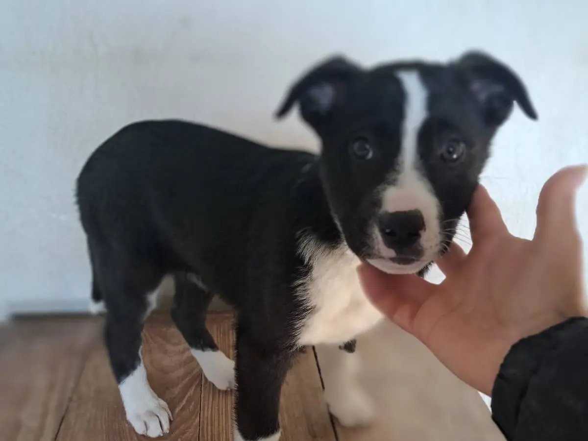 Adotta un cane, taglia media, maschio, Benevento