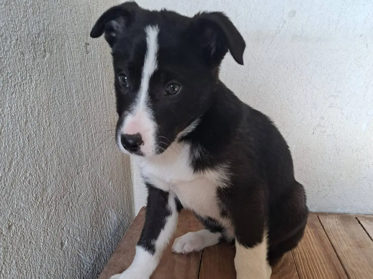 Adozione cane, maschio, Razza sconosciuta Border Collie, 10 mesi, taglia media, Benevento