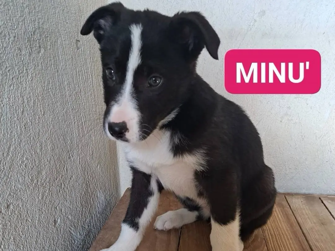 Adotta un cane, maschio, 10 mesi, Benevento