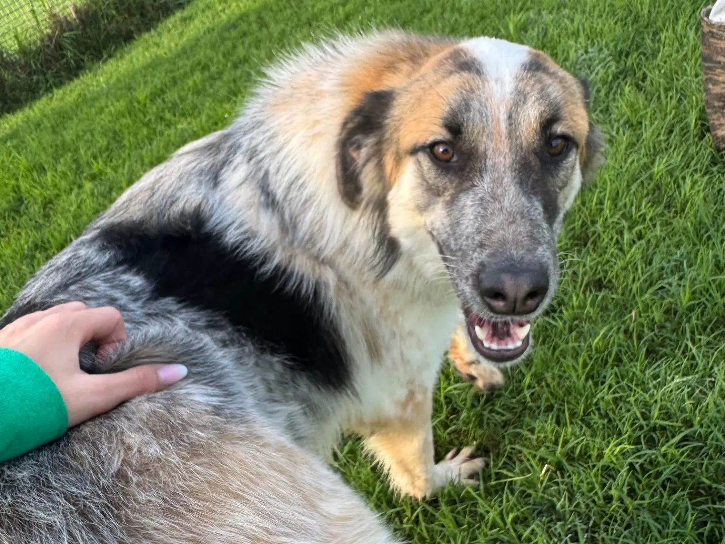 Vuoi adottare un cane a Latina?