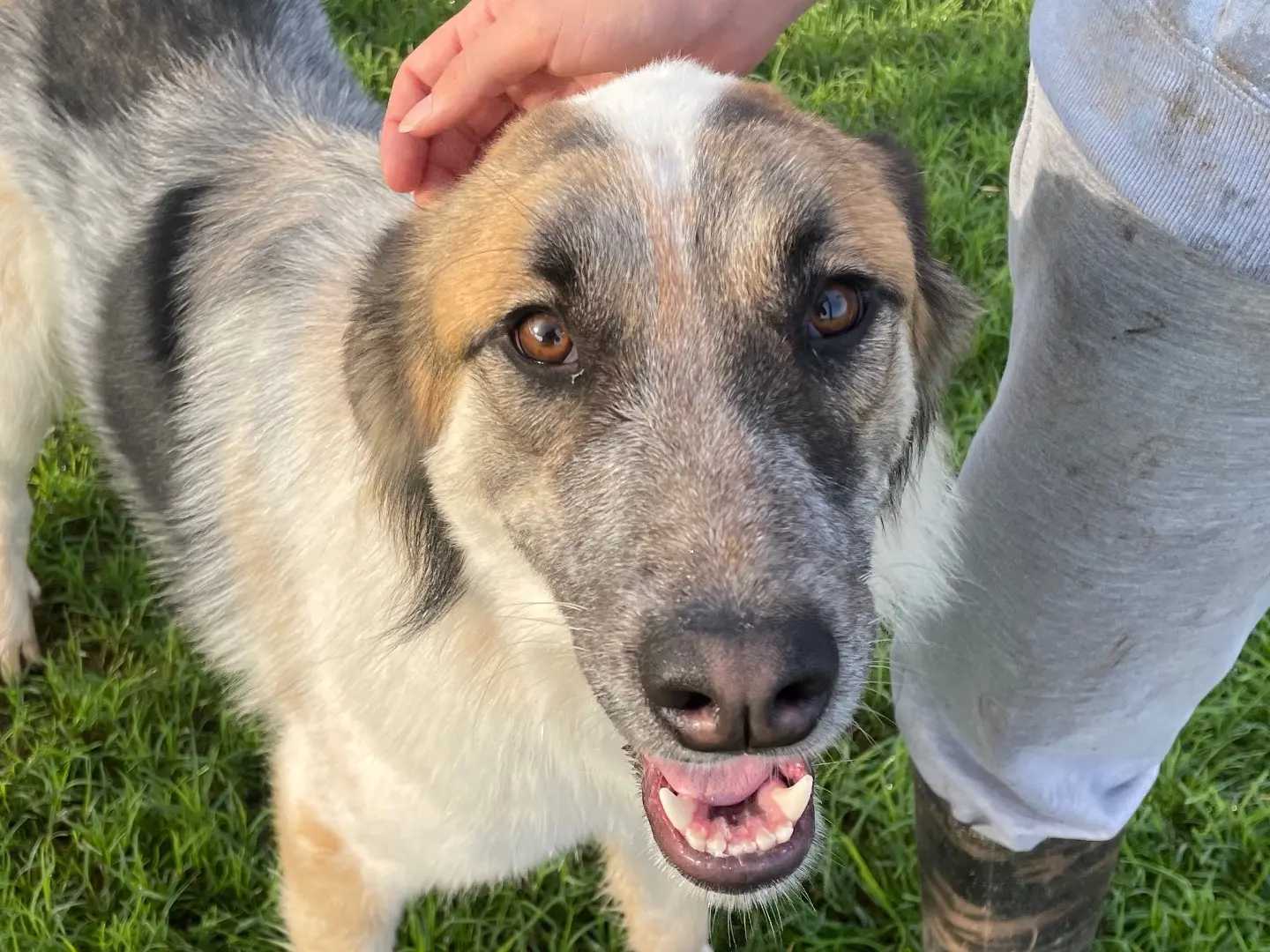 Adozione cane, femmina, Razza sconosciuta Razza sconosciuta, 3 anni e 4 mesi, taglia media, Latina