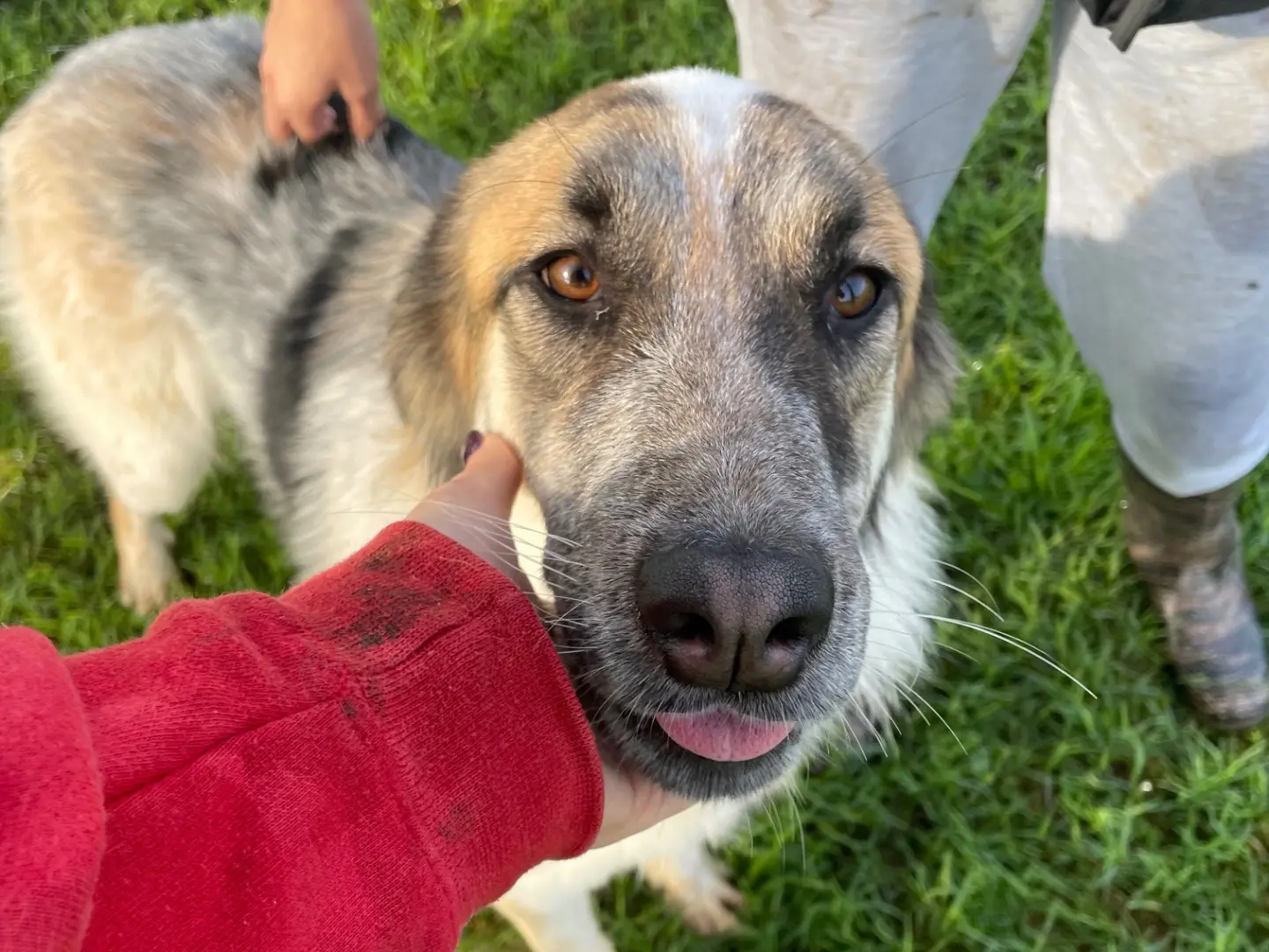 Adotta un cane, femmina, 3 anni e 4 mesi, Latina