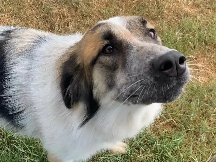 Adotta un cane, taglia media, femmina, Latina
