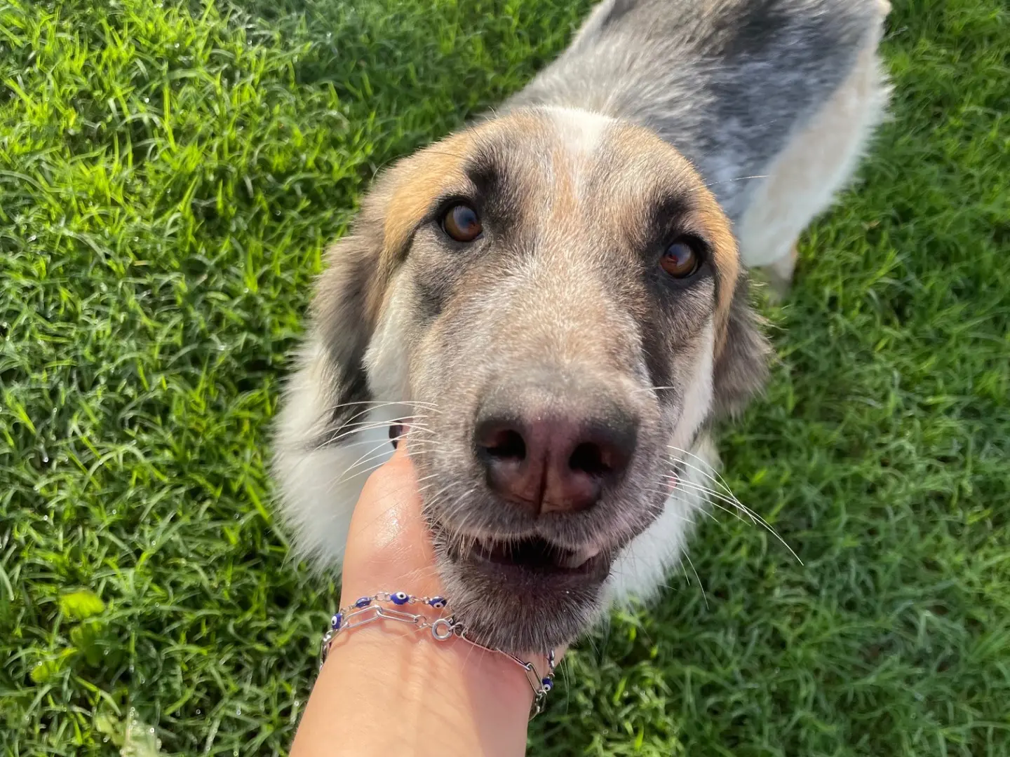 Adotta il cane Doll a Latina