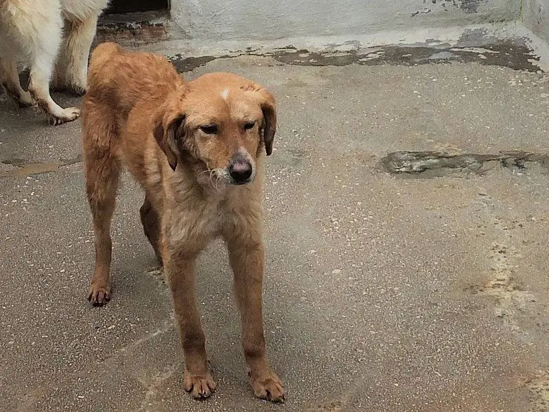 Adotta un cane, taglia media contenuta, maschio, Frosinone
