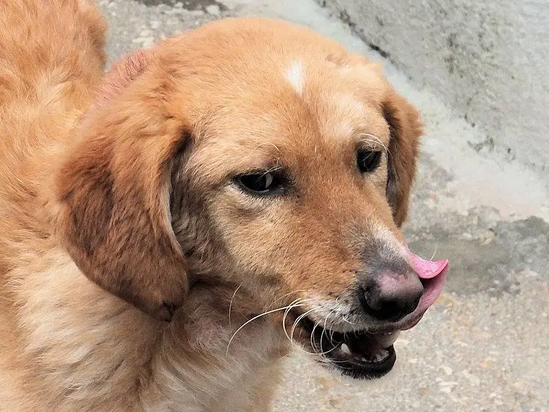 Adotta un cane, maschio, 3 anni e 4 mesi, Frosinone