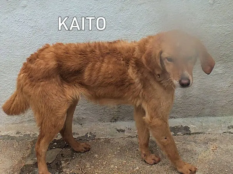 Adozione cane, maschio, Razza sconosciuta Razza sconosciuta, 3 anni e 4 mesi, taglia media contenuta, Frosinone
