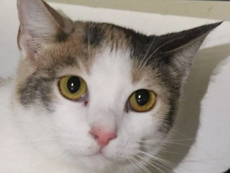 Adozione gatto, femmina, Razza sconosciuta Razza sconosciuta, 2 anni e 4 mesi, taglia non valida, Milano