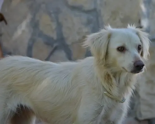 Adozione cane, femmina, meticcio, 6 anni e 8 mesi, taglia media contenuta, Sud
