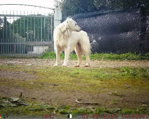 Vuoi adottare un cane a Sud?