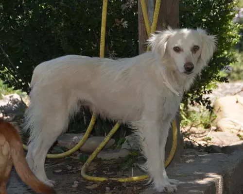 Adotta un cane, taglia media contenuta, femmina, Sud
