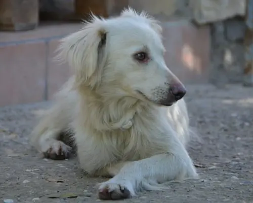 Adotta un cane, femmina, 6 anni e 8 mesi, Sud