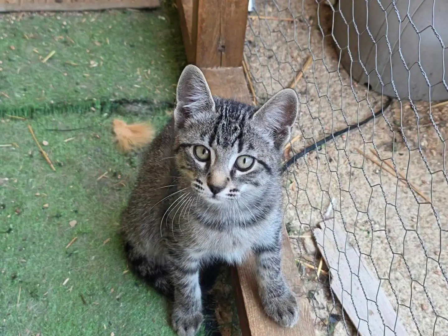 Adozione gatto, femmina, Razza sconosciuta Razza sconosciuta, 2 mesi, taglia non valida, Roma