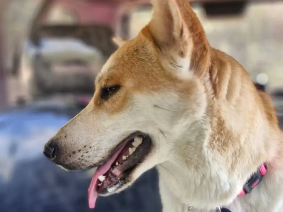 Adotta un cane, femmina, 2 anni e 4 mesi, Milano
